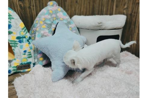 成約済の兵庫県のチワワ(ロングコート)-157036の12枚目